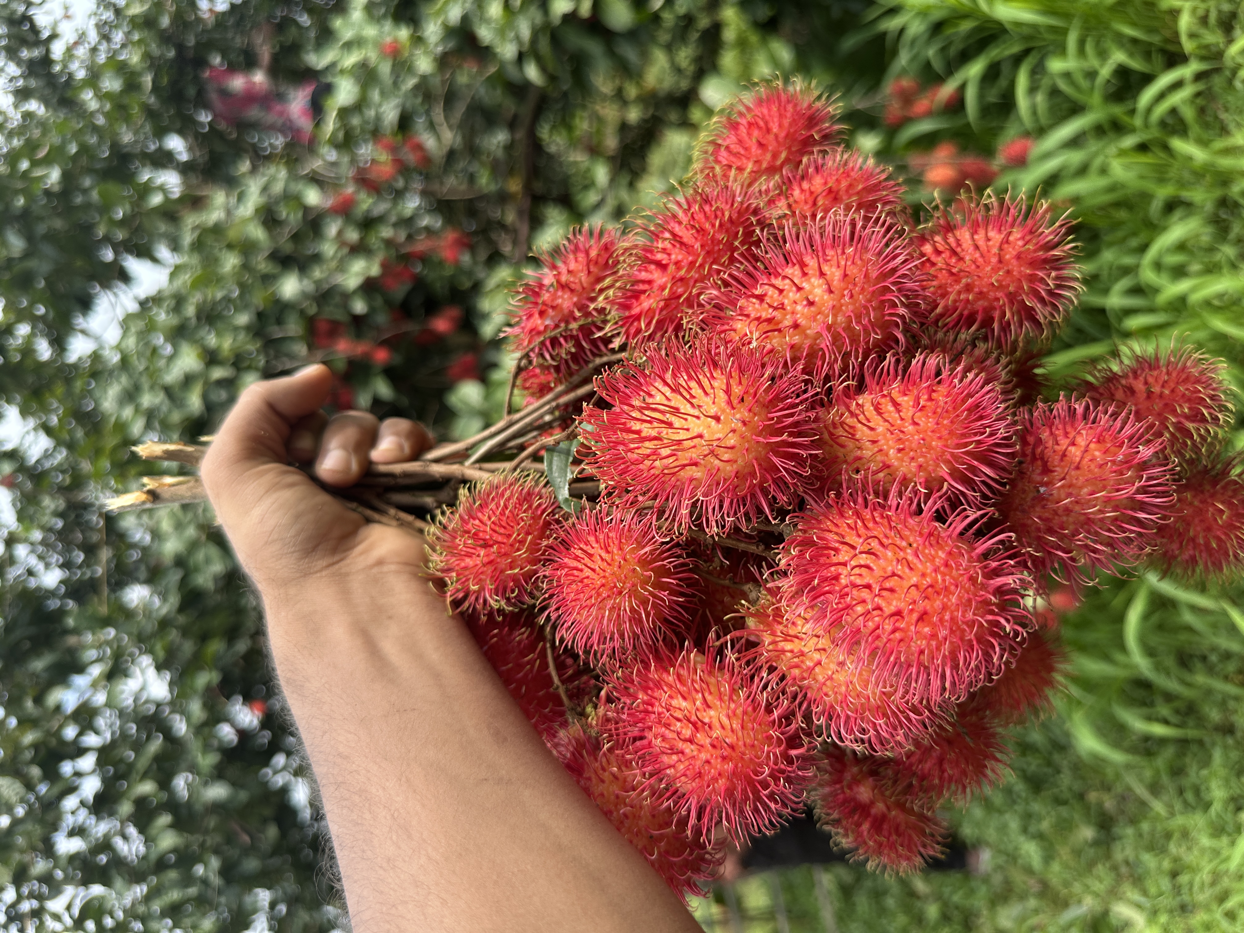 Premium Rambutan