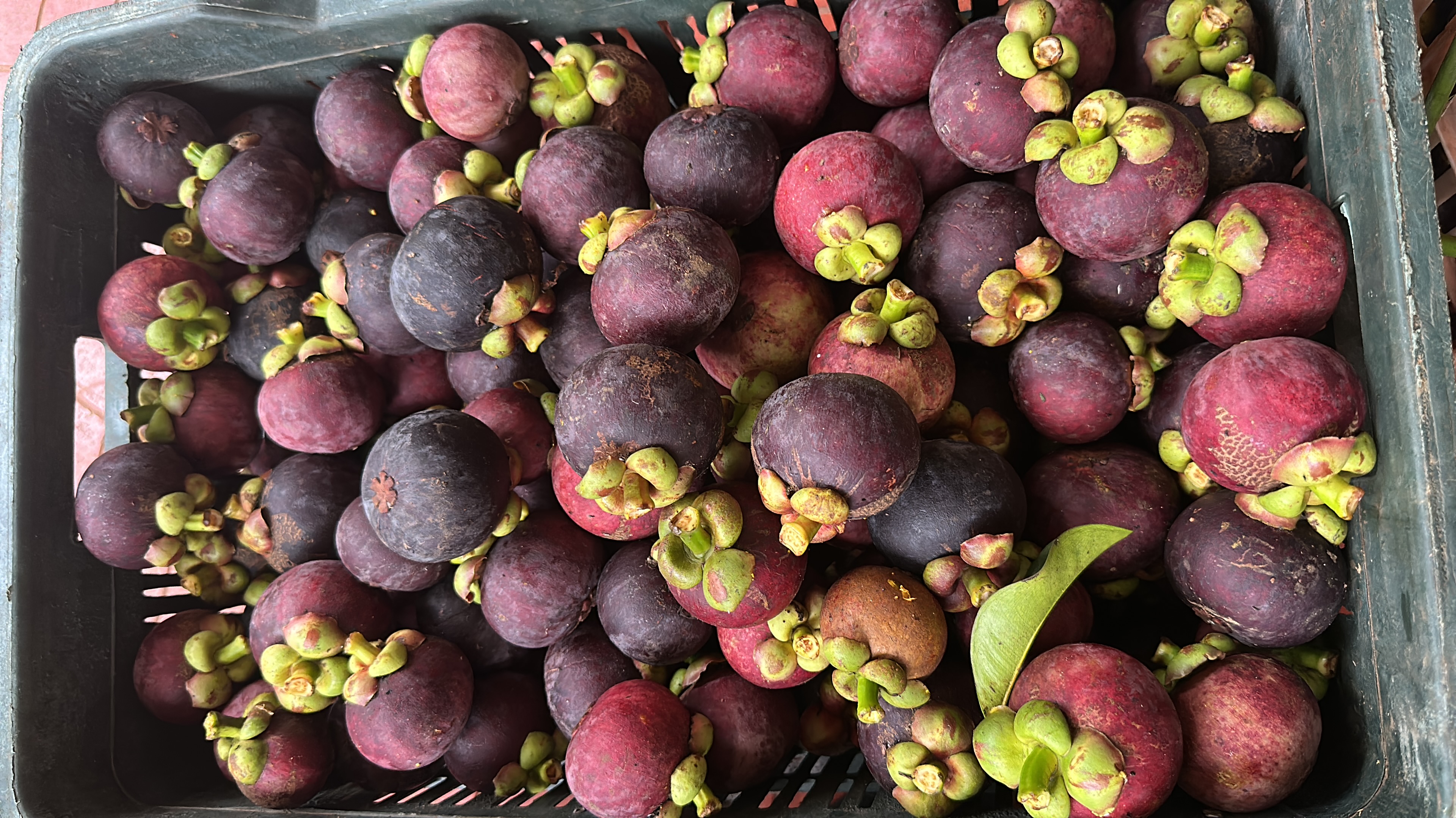 Premium Mangosteen