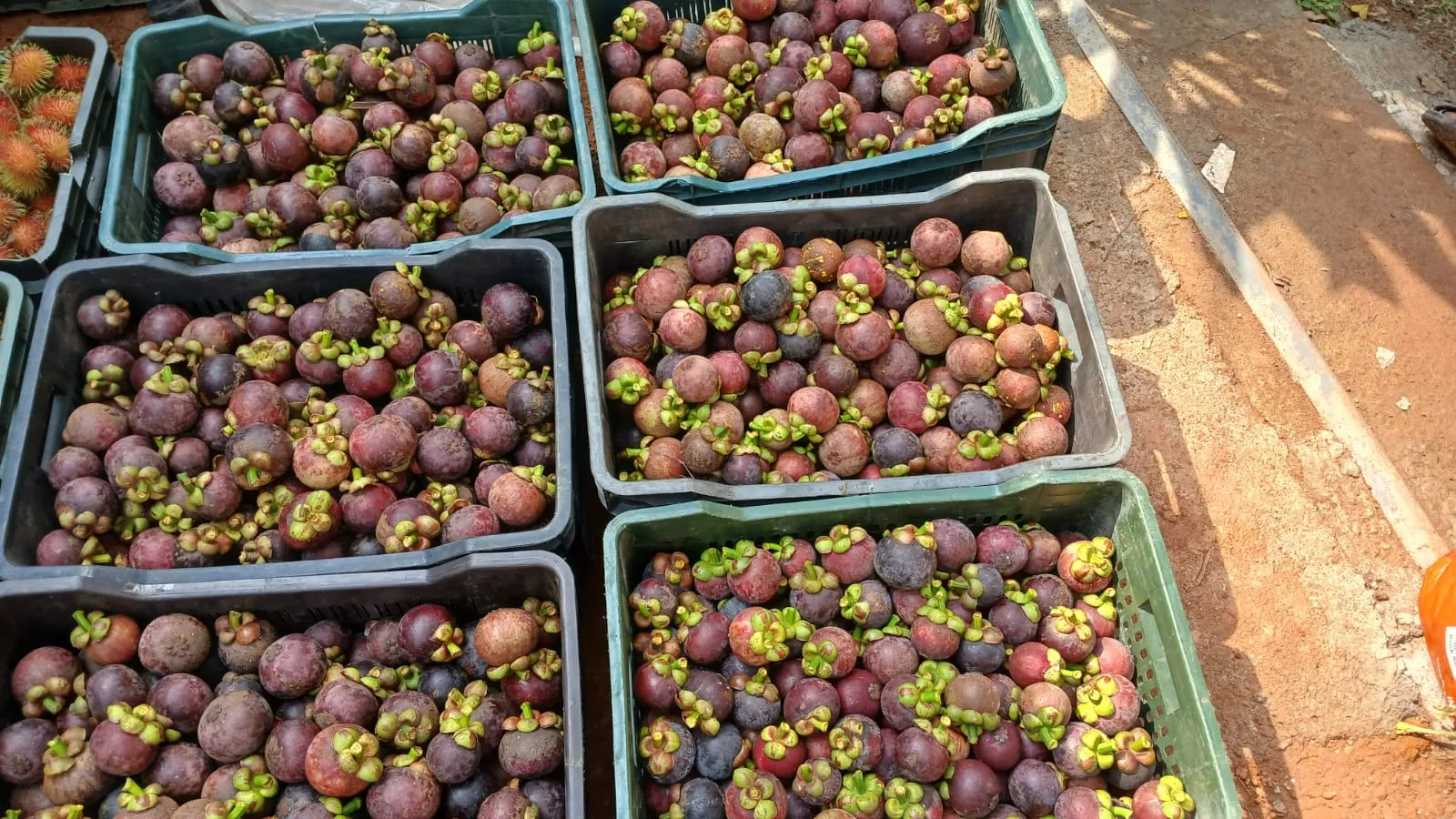 Premium Mangosteen