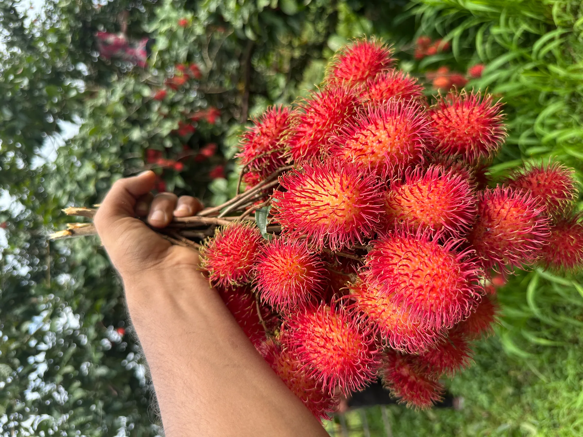 Premium Rambutan