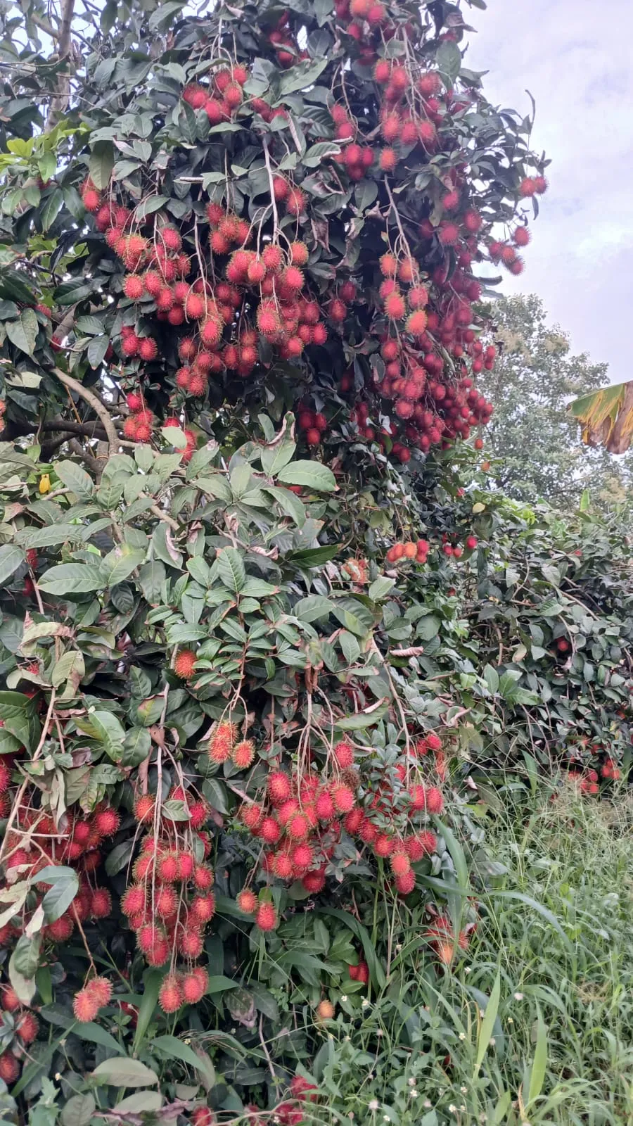 Premium Rambutan