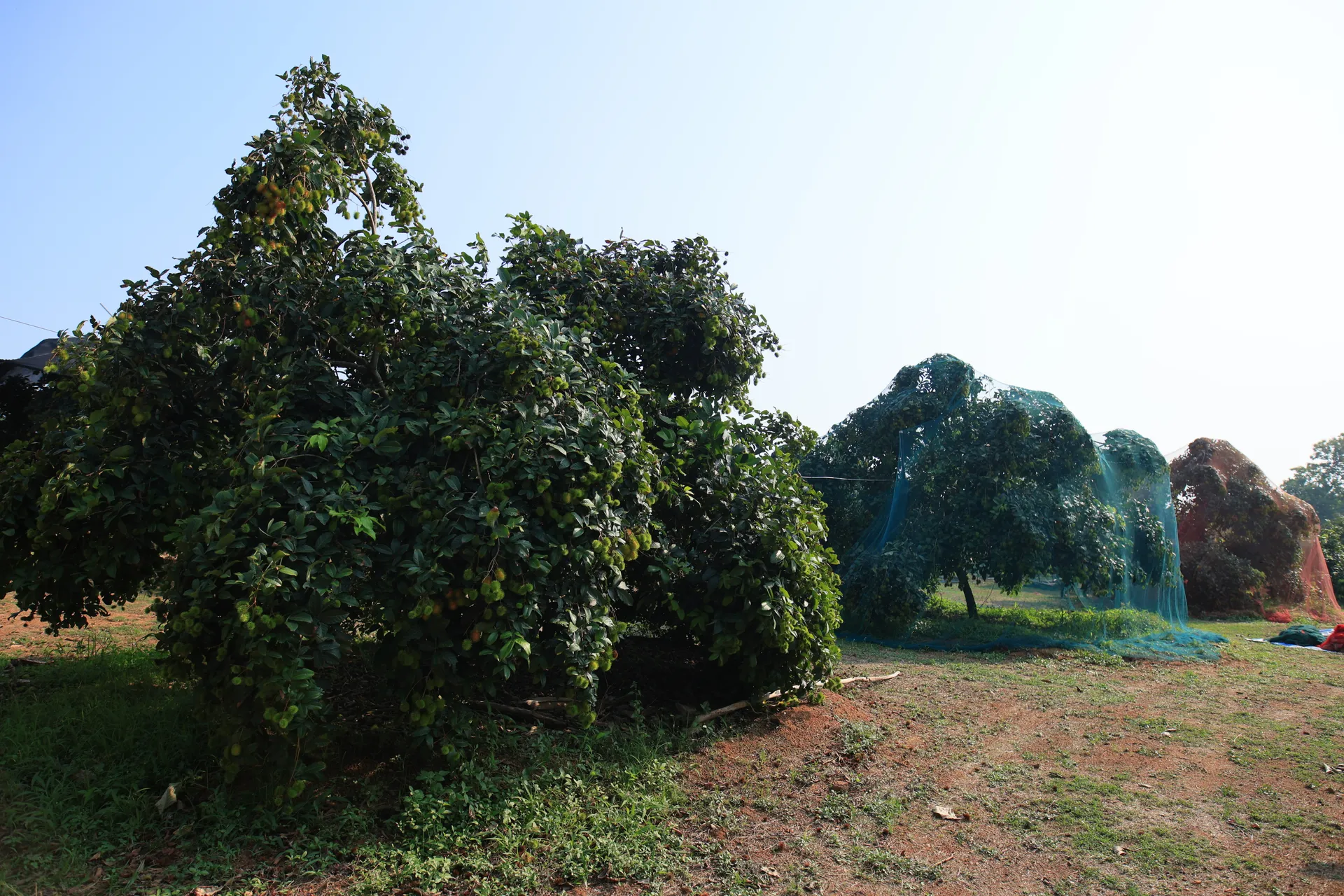 Rambutan Harvest