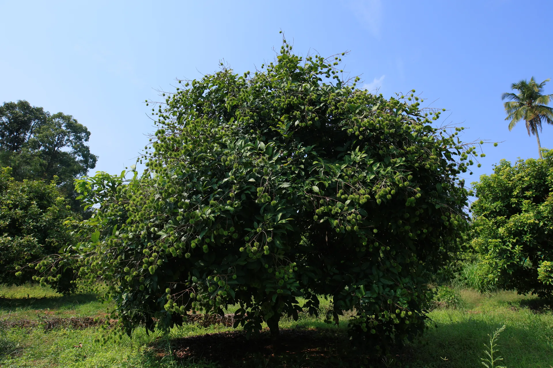 Rambutan Tree Infrastructure